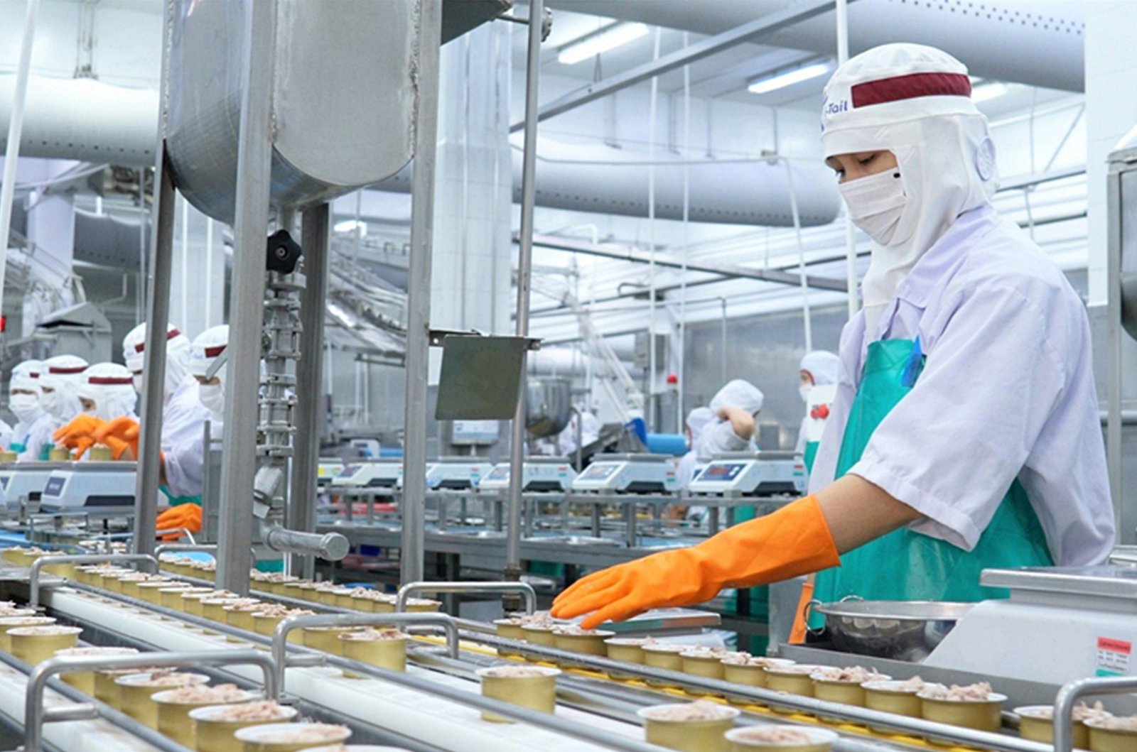 biodegradable wheat straw composite